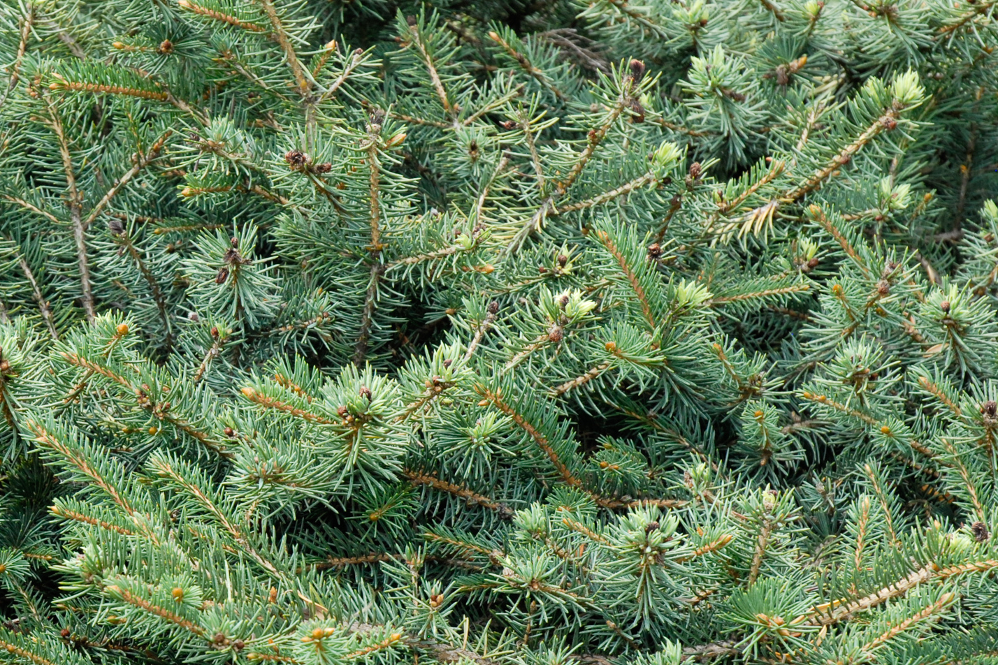 Mesa Verde Spruce